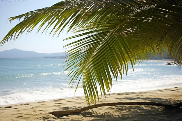 La playa tropical con la sombra de las palmeras