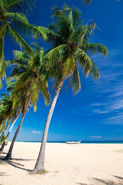 Playa tropical en Sri Lanka Concepto de vacaciones y vacaciones de verano para el turismo