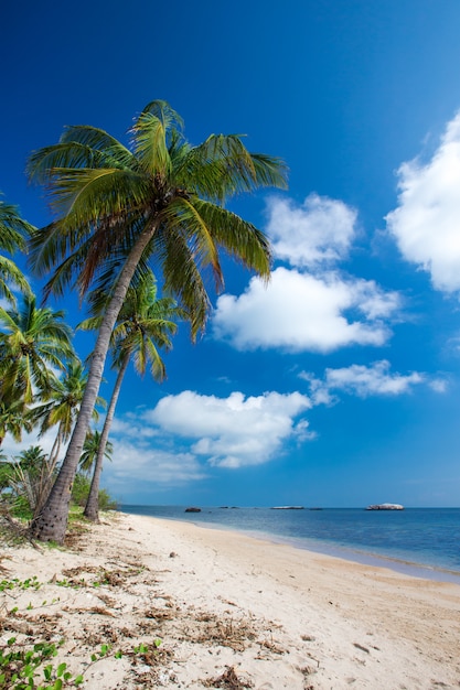 Playa tropical en Sri Lanka. Vacaciones de verano y concepto de vacaciones para el turismo.