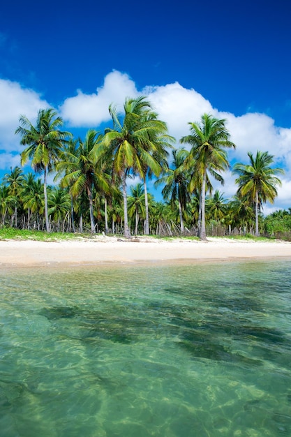 playa tropical en Sri Lanka