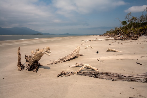 Playa vacía con troncos en la arena