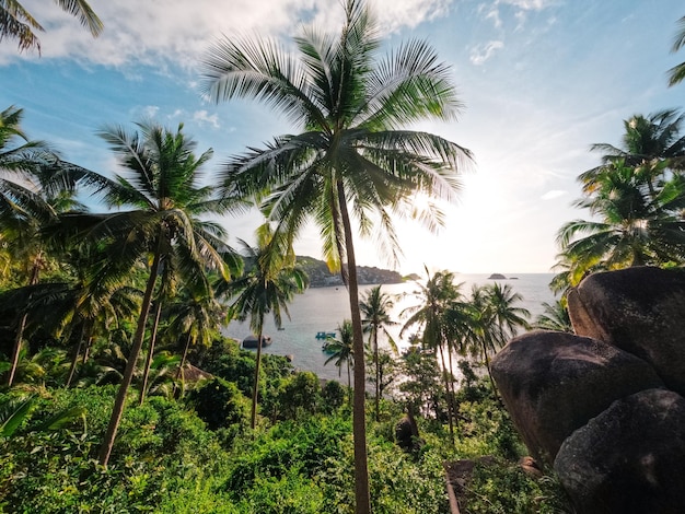 Playas y cocoteros en una isla tropical