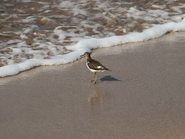 Playero común (actitis hypoleucos) yendo al océano