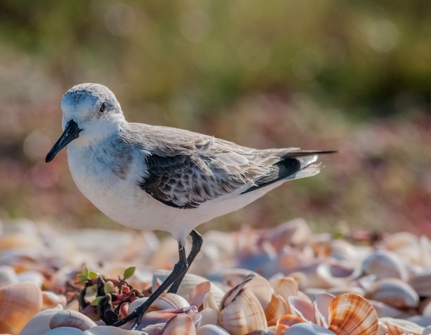 Un playero se encuentra en una playa rocosa con conchas en el suelo.