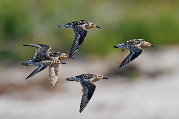 Playero rojizo Calidris canutus