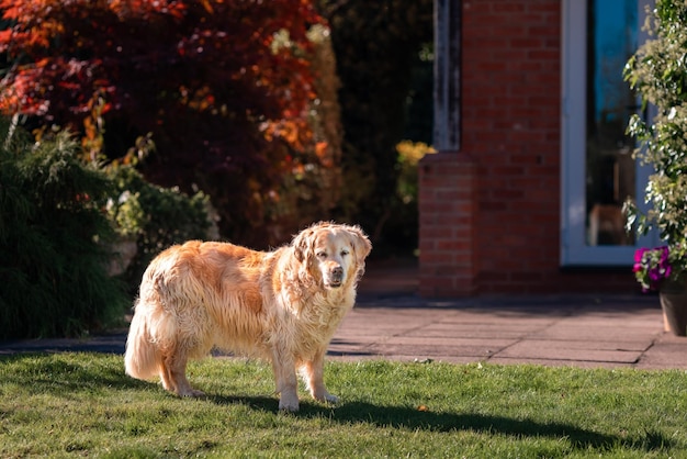 Playful Cute Lovely Adorable Golden Retriever Dog juega y corre en un parque en campo abierto con hierba verde