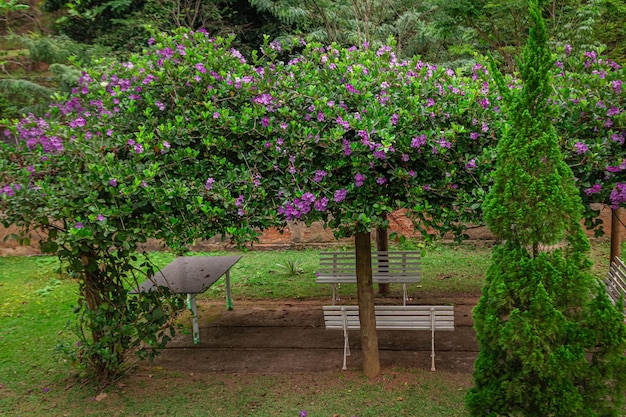 Plaza en un bosque con árboles verdes con flores lilas y bancos blancos