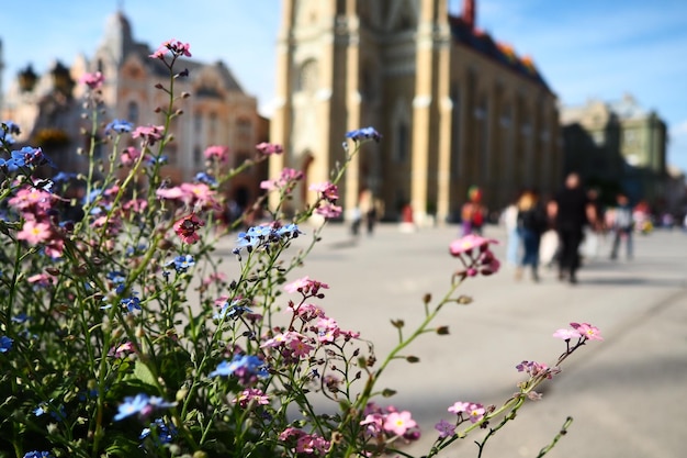 Plaza de la Libertad Novi Sad Serbia 30 de abril de 2022 La gente camina por la calle Las flores de nomeolvides rosas y azules crecen en un lecho de flores El nombre de la Iglesia de María Iglesia parroquial católica romana en Novi Sad