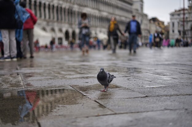 Plaza San Marco, Venecia