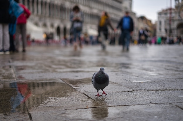 Plaza San Marco, Venecia