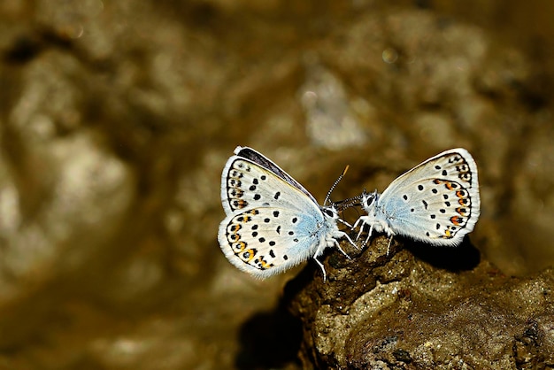 Plebejus argus o mariposa de hocico pequeño es una especie de mariposa de la familia lycaenidae