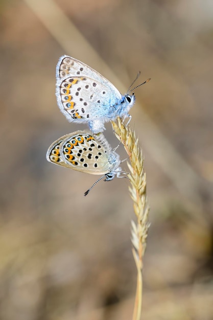 Plebejus argus oder kleiner Schnauzenschmetterling ist eine Schmetterlingsart aus der Familie der Lycaenidae