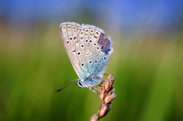 Plebejus idas Idas Blue é uma borboleta da família Lycaenidae Linda borboleta sentada no caule