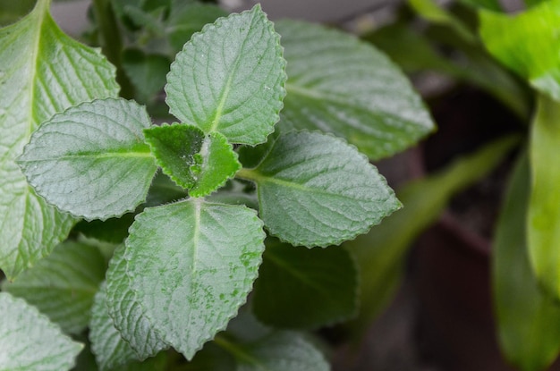 Plectranthus amboinicus im Garten