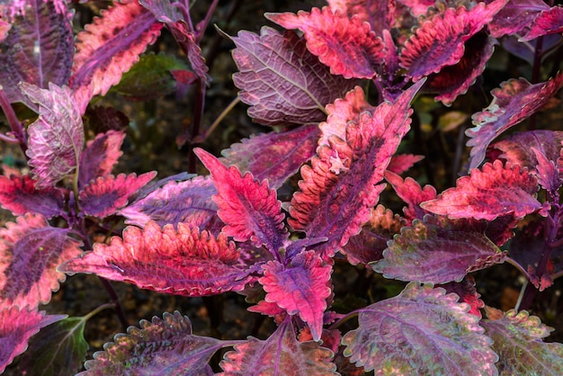 Plectranthus scutellarioides comumente