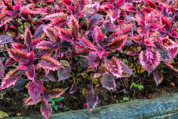 Plectranthus scutellarioides comumente