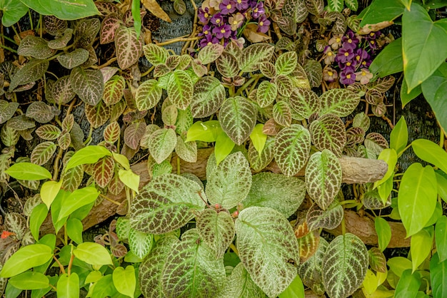 Plectranthus scutellarioides oder Coleus ist eine blühende Pflanzenart aus der Familie der Lamiaceae und eines der traditionellen Kräuterheilmittel