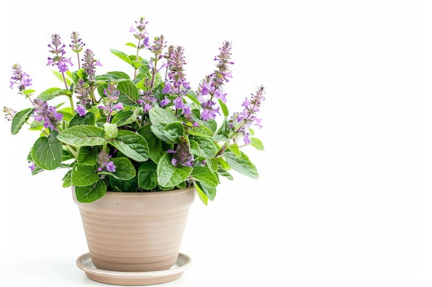 Plectranthus spurflower en florero de cerca Plectranthes Macro planta de la casa en florero