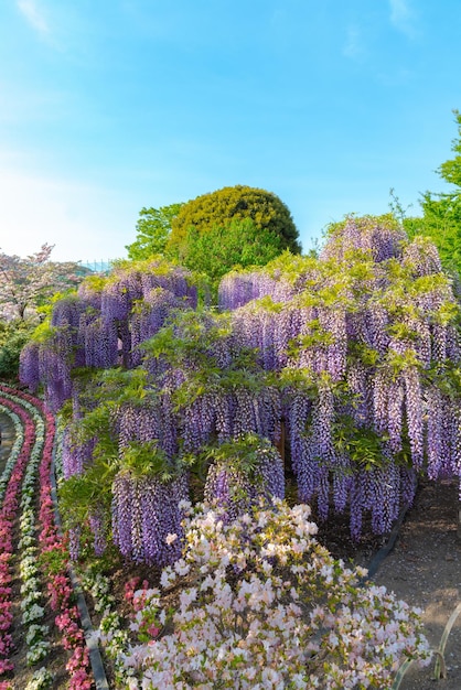 Plena floración de árboles de flor de glicinia y flores de azaleas indias Rhododendron simsii en primavera