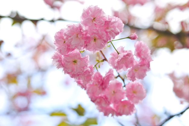 Plena floración de Pink Sakura Flowers en Kyoto Central, Japón