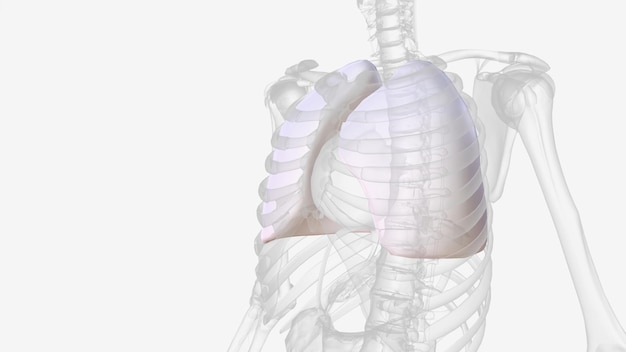 La pleura parietal cubre la superficie interna de la cavidad torácica