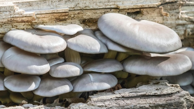 Pleurotus Ostreatus, der Austernpilz