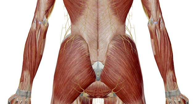 El plexo lumbar es una compleja red neuronal formada por las raíces nerviosas torácicas inferiores y ventrales lumbares