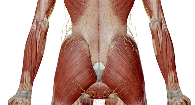 Foto el plexo lumbar es una compleja red neuronal formada por las raíces nerviosas torácicas inferiores y ventrales lumbares