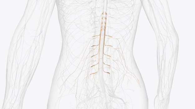 El plexo lumbar en el humano surge de los nervios espinales T12, L1, L2, L3 y L4.
