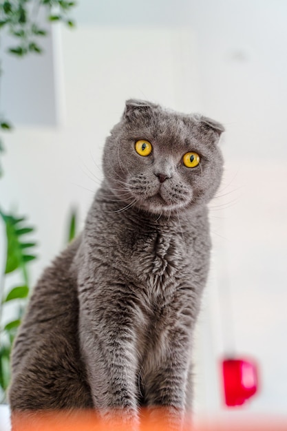 Pliegue escocés del gato gris en un interior de una casa moderna