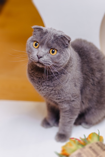 Pliegue de gato escocés sentado en la habitación