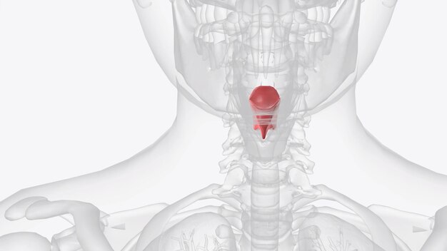 Los pliegues vocales son un par de estantes flexibles de tejido que se extienden a través de la parte superior de la tráquea