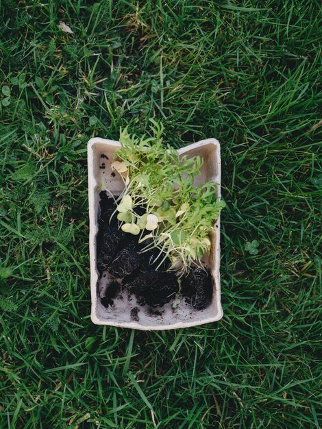 Plugins de vegetais orgânicos em vasos biodegradáveis prontos para plantar