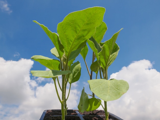 Foto plugue planta de berinjela