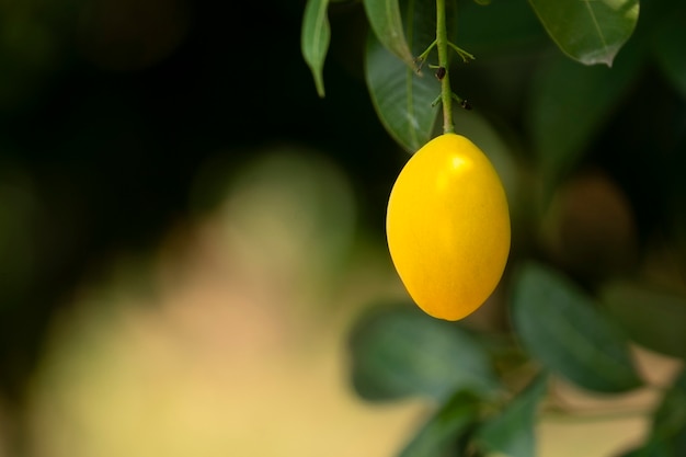 Plum Mango-Fruchtsommer. gelbe Farbe Teuer aber lecker.