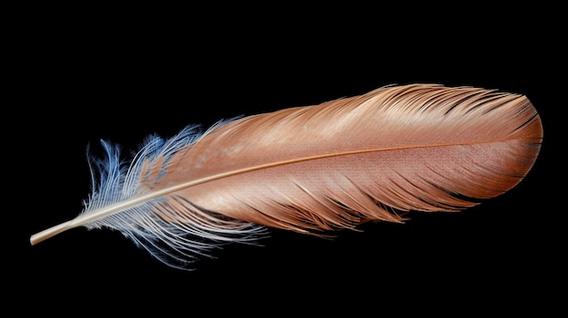 Pluma aislada en el estudio