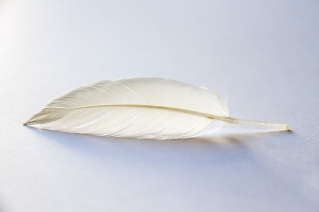 Pluma de ala de pájaro blanco sobre fondo claro