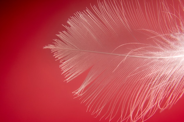 Pluma blanca se encuentra en el centro sobre un fondo rojo.