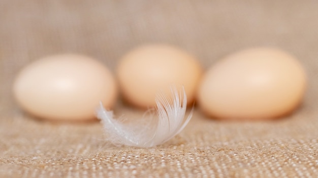 Pluma blanca en el fondo de los huevos de gallina sobre la arpillera