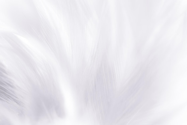 pluma blanca macro, fondo de textura de pluma blanca