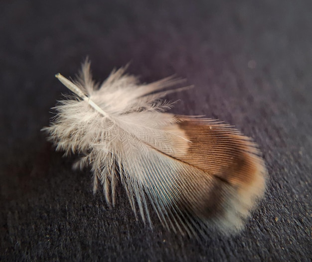 Foto pluma blanca y marrón aislada sobre fondo negro