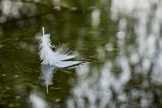 pluma blanca en la nieve