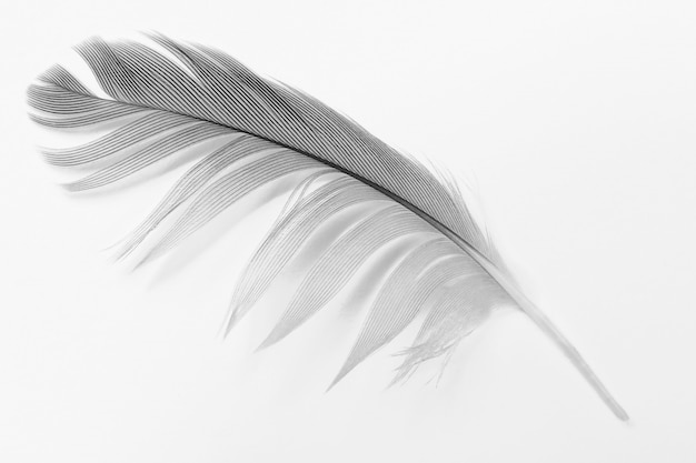 Pluma blanca sobre fondo blanco