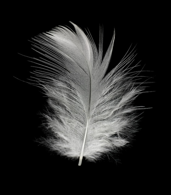 Pluma blanca sobre fondo negro