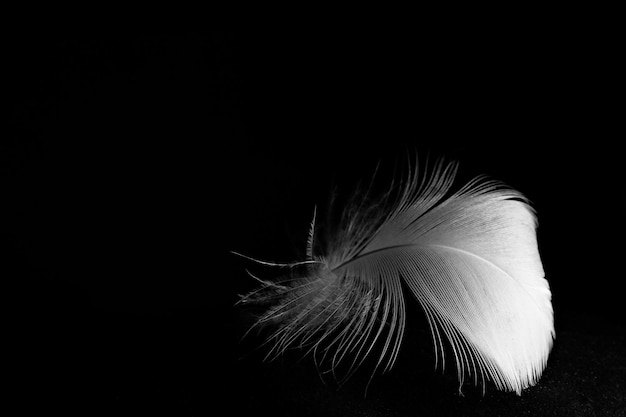 Pluma blanca sobre un fondo negro