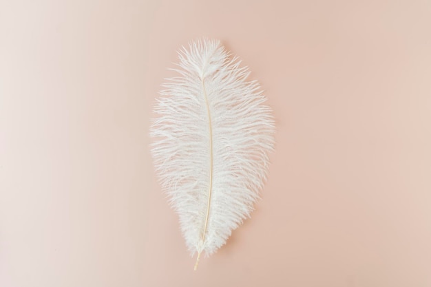 Una pluma blanca sobre un fondo rosa