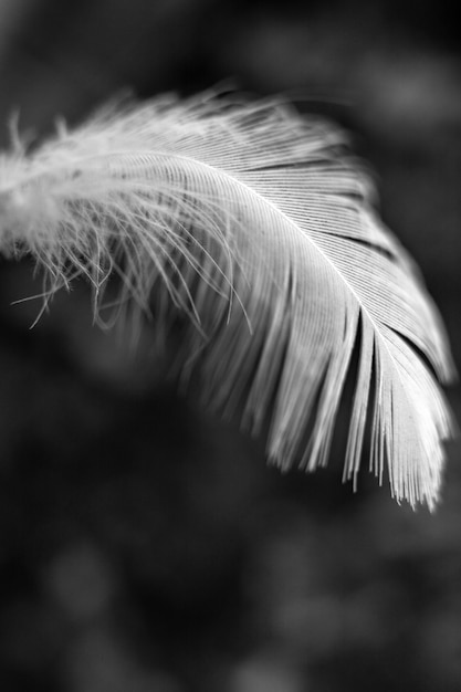 Pluma blanca sola aislada