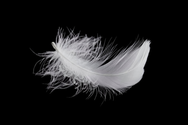 Pluma blanca única aislada sobre fondo negro Pluma de cisne esponjosa.