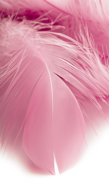 Pluma de color rosa Imagen de pluma de alta resolución de buena calidad
