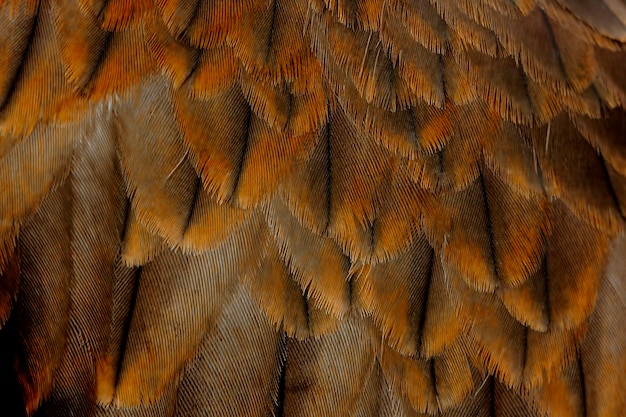 Foto pluma de la cometa negra pariah cometa milvus migrans